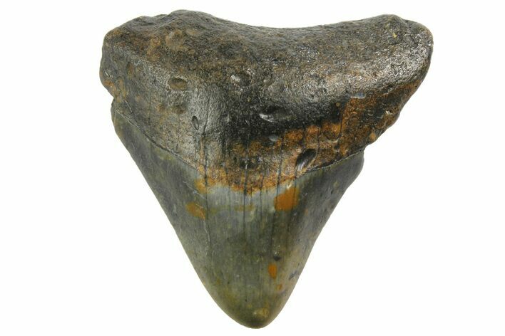 Juvenile Megalodon Tooth - North Carolina #152848